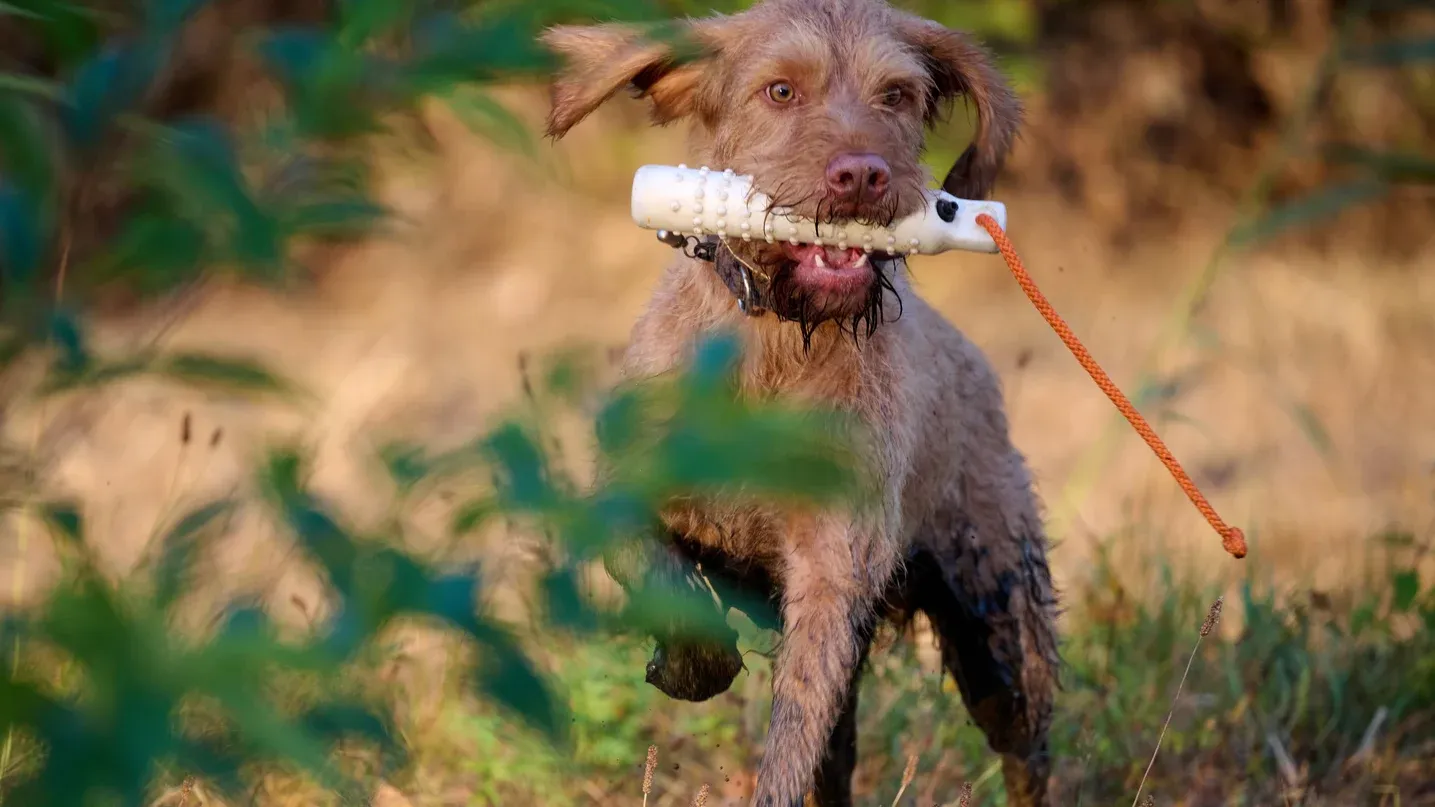 Jagdhund apportiert ein Dummy im Feld