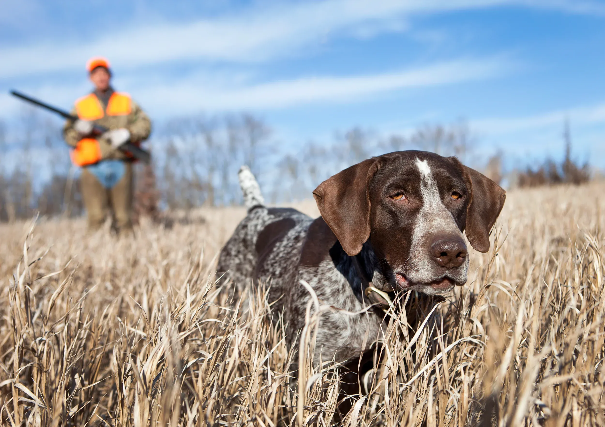 Jäger mit Vorstehhund im Revier